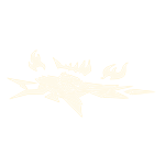 Ever Seen a Real Tiger?